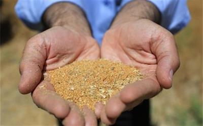 وزارت جهاد کشاورزی از فعالیت‌های تحقیقاتی غلات و دانه‌های روغنی حمایت می‌کند